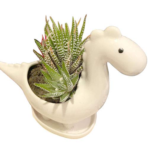 Vaso per piante grasse in ceramica a forma di dinosauro