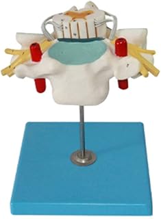 Cervical Spine with Spinal Cord Vertebral Artery Spinal Nerves Magnification Model for Medical School Skeleton Anatomy studyuseful SaiFei