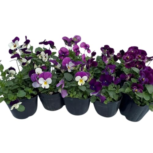 季節の花苗セット パンジー ビオラ 9鉢 ガーデニング 園芸 寄せ植え 花 苗 (パープル)のサムネイル