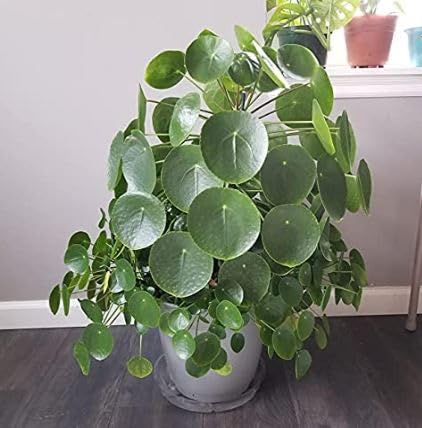 Oyeboy Pilea/Chinese money plant/pancake plant 4” Black Pot