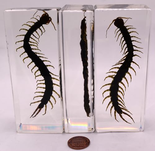 Image of 4.3 inch Real Large Black Centipede in Crystal Clear Lucite Resin Paperweight Specimen Preserved Anthropopods Animal Insect Taxidermy Collection for Biology Science Education & Desk Ornament Display