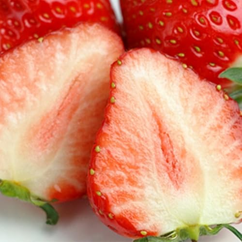 y̔ԒE1{蔭\z 쌧Y  }t̂ iN (1kg/1) SݓXɒ It[c Ŷ}titjn邱ƂőNxƔocO v[g ʕMtg iǗ ①3`6