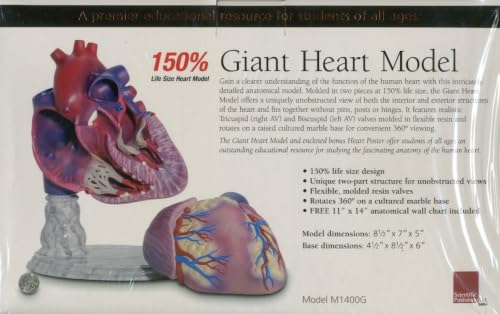 Giant Heart Model