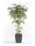 artplants