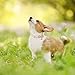ARING PET Sommer Hundehalsband, Bunte Blumen Hundehalsband mit Schnellverschluss Kunststoffschnalle, Komfortable Baumwolle Halsband für Jungen und Mädchen Hunde