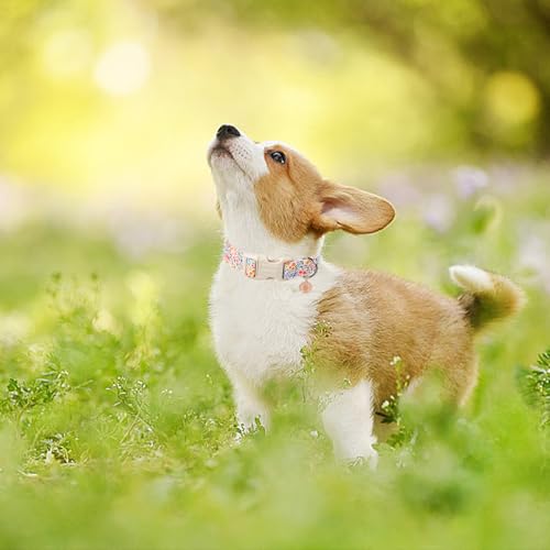 ARING PET Sommer Hundehalsband, Bunte Blumen Hundehalsband mit Schnellverschluss Kunststoffschnalle, Komfortable Baumwolle Halsband für Jungen und Mädchen Hunde