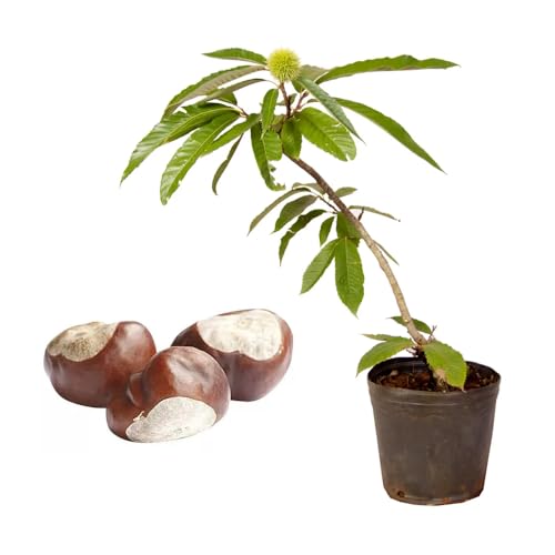 Genérico, Muda de Castanha Portuguesa 20 a 40cm AMK - Plantas Online