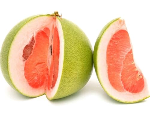Sweet GRafted Pomelo Batabi Citrus Maxima Papnus Pummelo Chakotra Fruit Kamabili Naranga Grafted Live plant Healthy Hybrid Grafted Live plant Pack of 1