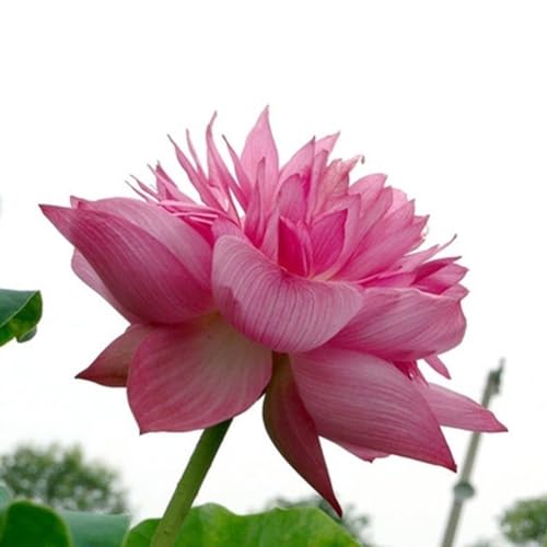 kiskick Mezclar Semillas de Loto, 20 Piezas Mezclar Semillas de Loto Lirio de Agua Bonsai Balcón Jardín Planta de Flor hidropónica Semillas de Loto