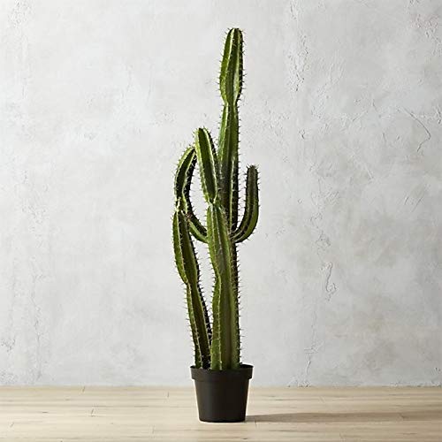 NurseryNature Thin Round Cactus Plants