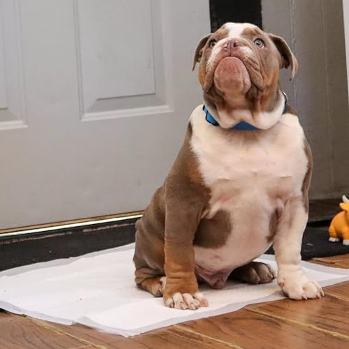 Advanced Wet Check Training Pads 100 unidades