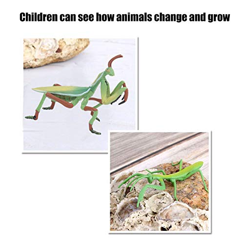 Brinquedos de cognição, brinquedo de ciclo de crescimento de imaginação de criatividade para meninos