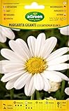 Peyca Semillas hortícolas Margarita gigante leucantheum blanca - Agreen