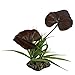 Multi Pet 48593204: Komodo Rainforest Canopy Plant, 10In