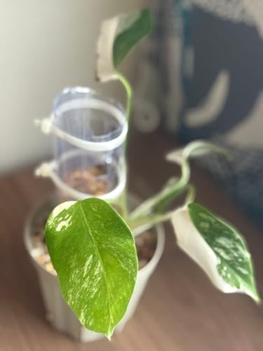 モンステラ ホワイトタイガー」の人気商品一覧 | 安い商品を通販サイト