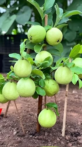Image of GreenCaart Thai Guava Plant Hybrid, All Seasons Sweet Variety, Seedless Amrud Tree, Pack of 1, Fruit After 1 Year