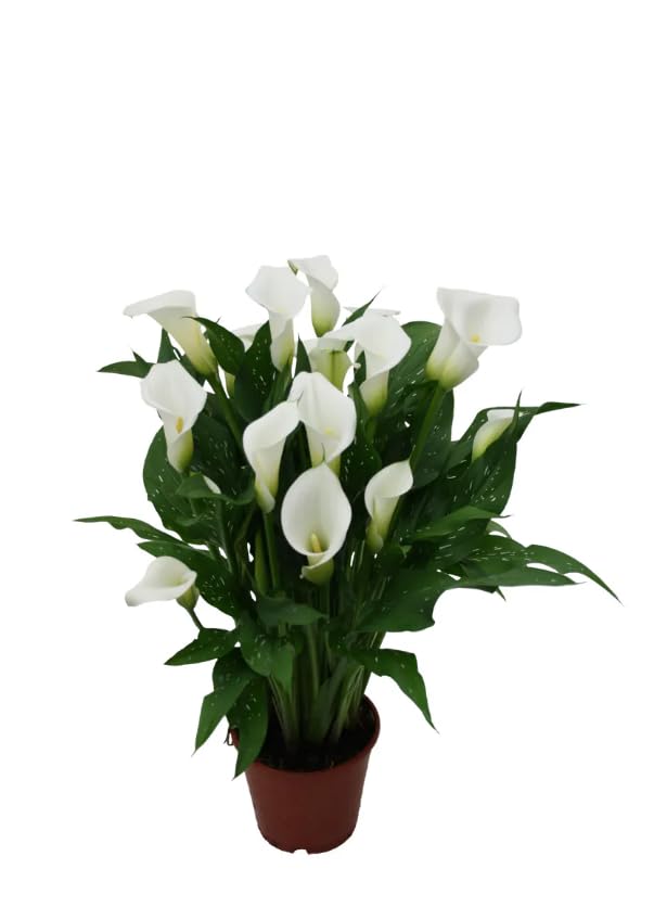 Cala Exótica Planta Natural de Interior con Toque Tropical y Cuidado Sencillo