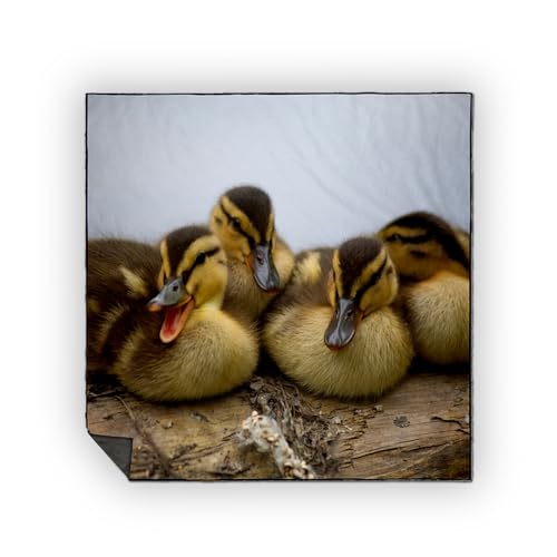 3dRose USA, Washington, Seattle. Mallard Ducks Clutch of Ducklings. Picnic