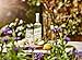 Belvoir Fruit Farms Elderflower Syrup Mixer (500ml) | Pack of 2 | Natural Elderflower Drink Mix | Ideal for Cocktails and Refreshing Beverages | No Preservatives | Made with Fresh Elderflowers