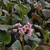 Bergenien, exotische Bergenia cordifolia, blumenwiese balkonpflanzen bonsai für draußen winterhart seltene 80Samen