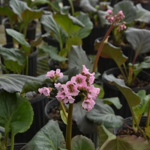 Bergenien, exotische Bergenia cordifolia, blumenwiese balkonpflanzen bonsai für draußen winterhart seltene 80Samen