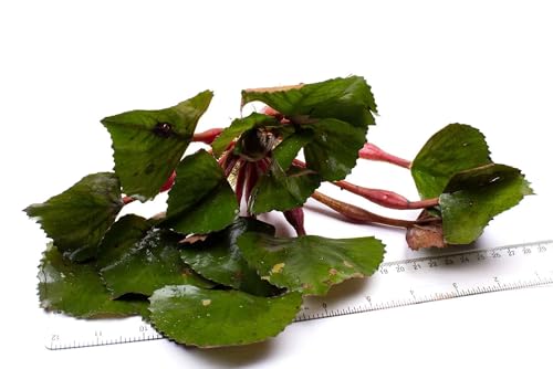 Lincolnshire Pond Plants Ltd 1 Trapa Natans for Pond, Floating Plant Against Algae