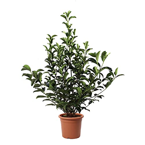 KENTIS - Viburnum Lucidum - Plante de Viorne - Plantes de Haies - Vraies Plantes d'Extérieur Résistantes Sempervirens - H 80-100 cm Pot de Culture Ø 24 cm