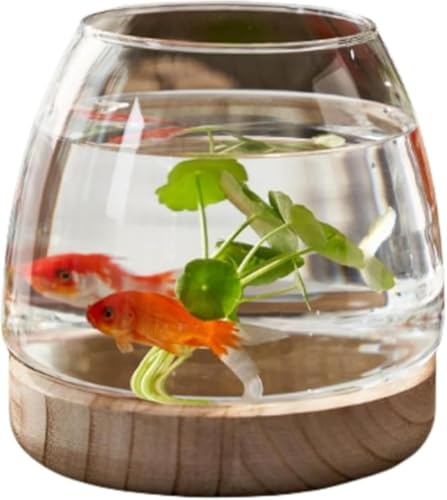 Lamantt金魚鉢、流し台、飼育鉢、室内装飾容器、水槽、卓上生態水槽、フラワーアレンジメント、大根の水耕栽培 (透明,水耕栽培用木製支柱(XL中型梱包率1×36))