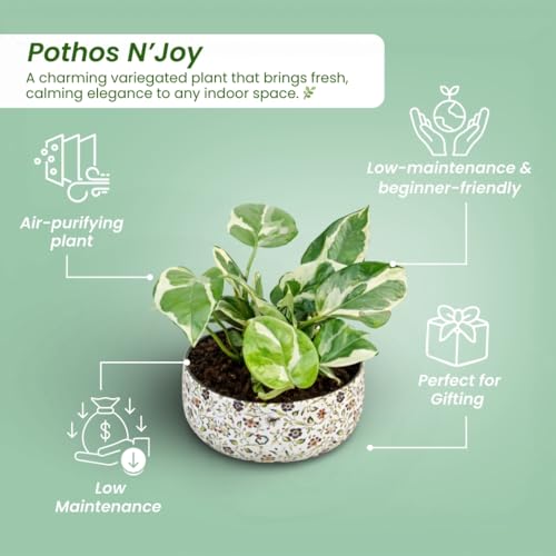 Image of Amulya Farms Indoor Plants for Home | Variegated Money Plant with Premium floral Print Metal Pot | Air Purifying Plants for Home Decor, Living Room and Office Decoration