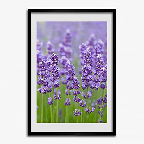 Affiche champ de lavande avec cadre 50x70 cm pour apaiser votre chambre