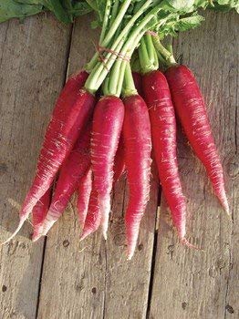Pmw - High Yield Organic Vegetable Seeds - Red Radish (Pack of 1) for Kitchen/Terrace/Home Garden-Pack of 50 Seeds (B07YBXW3P4) Amazon Price History, Amazon Price Tracker