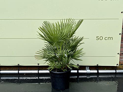 Palmier nain - 80 cm - Chamaerops humilis Cover