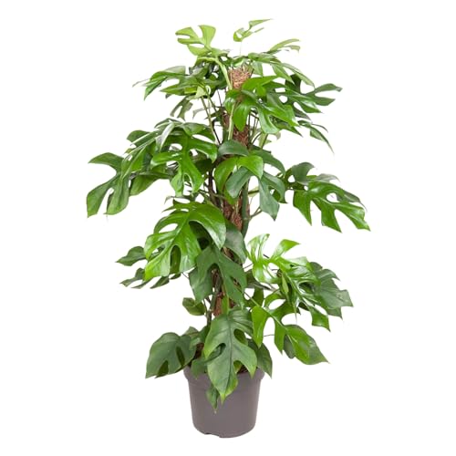Monstera Minima plante creuse d'intérieur pour salon lumineux pot Ø19cm
