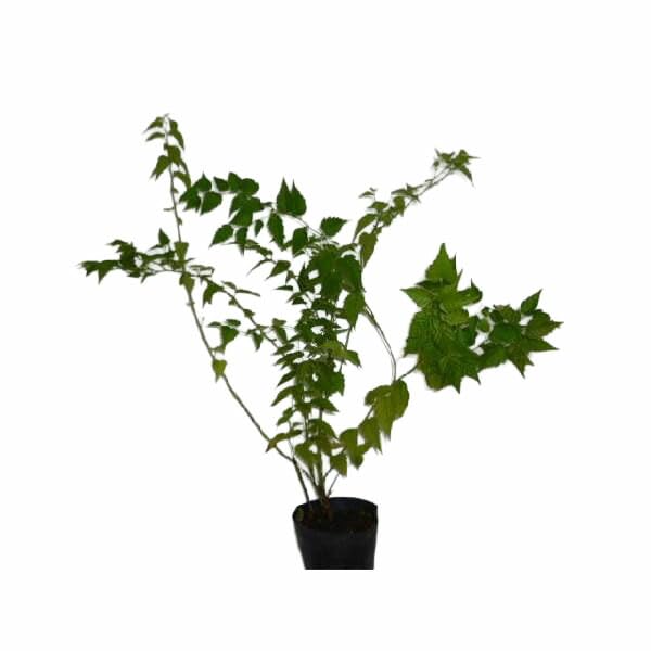 Amazon.co.jp: ヤエヤマブキ 樹高0.4m前後 15cmポット 【 単 品