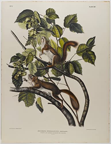 Tableaux Graffiti Art Mural Écureuil John Audubon Poster Moderne 60x90cm