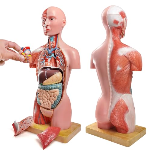Image of NEW HORIZON Human Body Deluxe Musculature Model, 16 Pcs Removable 17 Inch Human Torso Anatomy With Heart, Head, Skull, Brain, Skeleton for Medical Students, Lab & Classroom Use