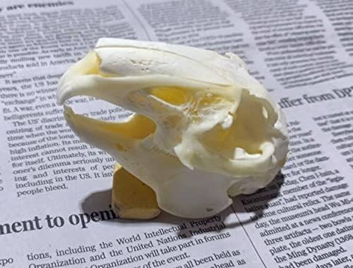 Animal Specimen Real Animal Skull Specimen Taxidermy Cleaned Skull Collection Fox, cat, Mink, Crocodile, Dog, Raccoon, Snake, Rabbit, Goat ，Muskrat，Nutria，Fox's paw (5pcs,Rabbit)