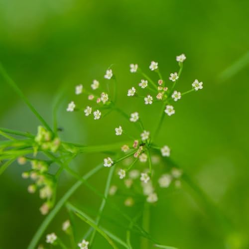 Semi di cerfoglio, Chaerophyllum villosum, da balcone da giardino roccioso resistenti semi di selvatiche perenni balcone con aiuola 400pcs