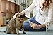 INABA Churu Cat Treats, Grain-Free, Lickable, Squeezable Creamy Purée Cat Treat/Topper with Vitamin E & Taurine, 0.5 Ounces Each Tube, 4 Tubes, Chicken Recipe