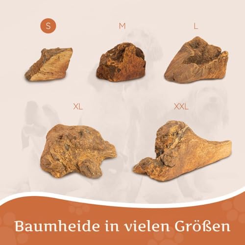 Wildfang® Kauwurzel aus Baumheide für Hunde, Größe S - Natürliches Kauspielzeug Hund, splitterfreies Hundespielzeug unzerstörbar zur Zahnpflege Hund & Welpenspielzeug (für Hunde unter 15 kg), 1 Stück