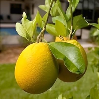 Image of Original Dwarf (MEYER LEMON) Fruits Plant,Tasty Tropical Fruit For Your Home Garden 1 Healthy Live Plant Height-1.5 To 2Ft.