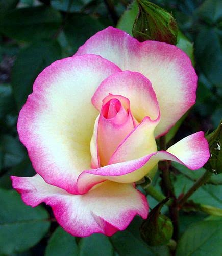 Aiden Gardens Rare Grafted Miniature Rose Plant Picotee Pink White Color Blooms 1 Live Plant (B093F5W489) Amazon Price History, Amazon Price Tracker