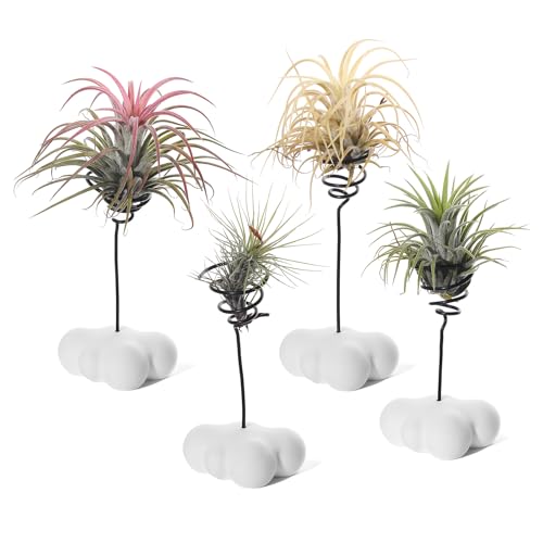MITIME Air Plant Holder Set of 4,Home Office Desktop Decoration.Air Plant Stand.(Plants not Included) (Plants not Included) (Cloud Shape)