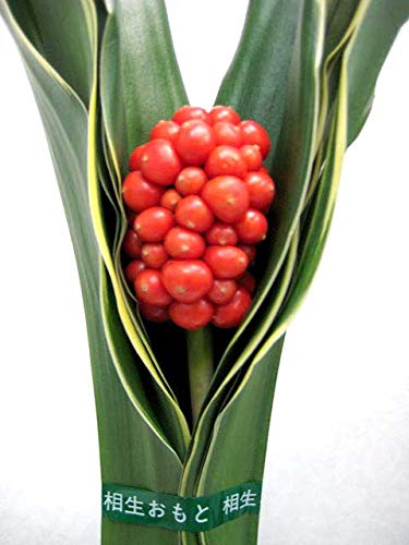 N  Ig   mÉ 12/11?12/26̂͂Ԍ