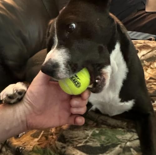 Pelotas de tenis para perros PetSport, pack de 12 miniatura 5