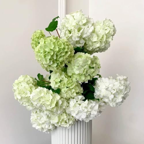 Semillas de hortensia bola de nieve, decoración sala estar exóticas arbustos en resistentes balcón cobertura del suelo raras 40pcs