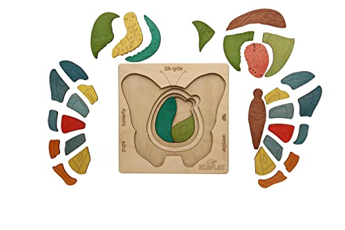 Life Cycle of A Butterfly - Image 4