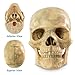 Merinden Mini Human Skull Model - 15-Part Half-Size Anatomy Model with Guidebook - Miniature Anatomical Skull for Medical Teaching, Biology Study & Lab Display