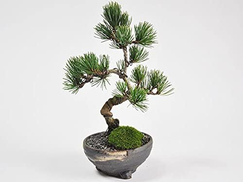 盆栽妙 四国五葉松 樹高19cm 2点道具セット付 初心者 盆栽はさみ