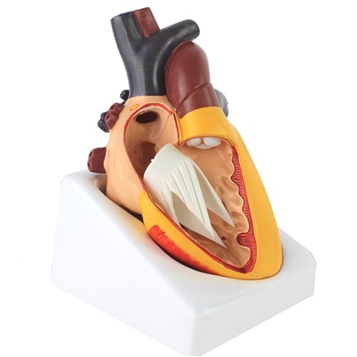 Les 10 meilleurs Cardiopathie – Edition octobre 2026